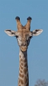 Giraffe portrait